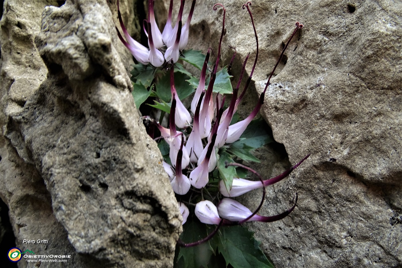 67 Raponzolo di roccia (Physoplexis comosa) in Filaressa... scoperto da Ettorina.JPG
